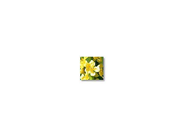 Agrimony   (aigremoine)     20ml