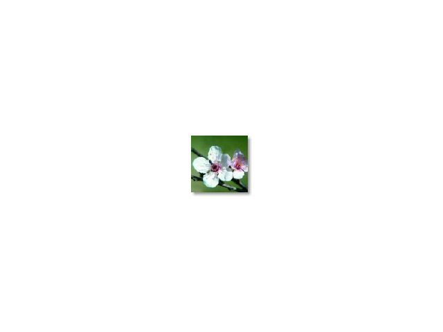 Cherry plum   (prunier myrobolan)     20ml