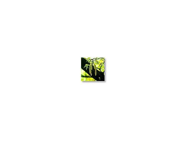 Hornbeam    (charme)    20ml