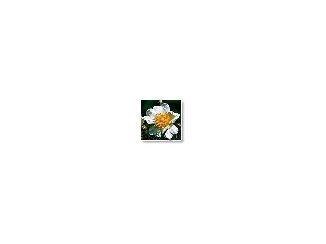 Wild Rose   (églantine)   20ml