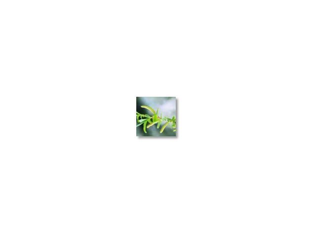 Willow   (saule)   20ml